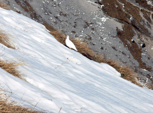Pizzo Corzene15